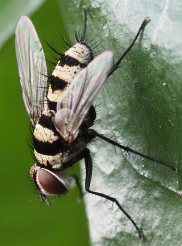 Trigonospila sp.